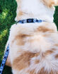 TETHER Dog Collar image number 3