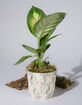 Favorite Parent Plant Papa Pot image number 1